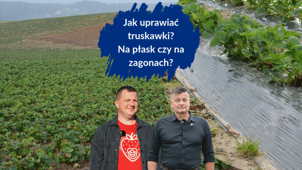Jak uprawiać truskawki