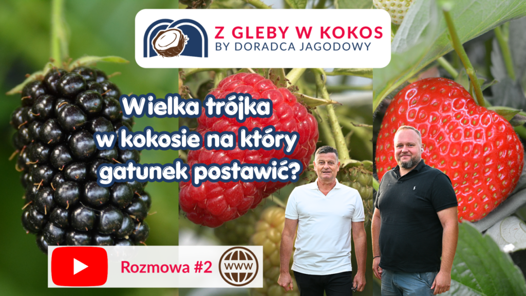 Wielka trójka w kokosie