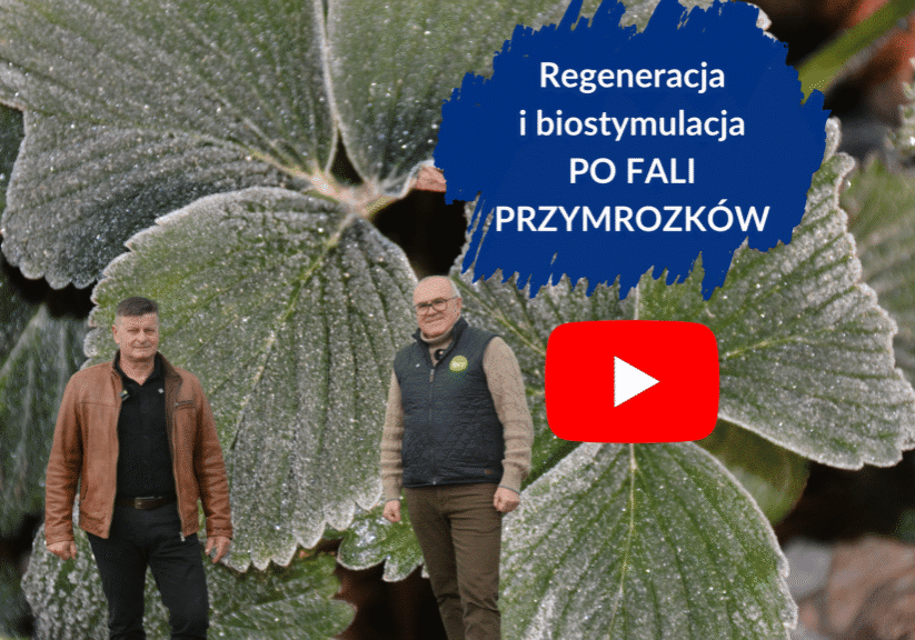 Biostymulacja i regeneracjia po fali przymrozków - duża