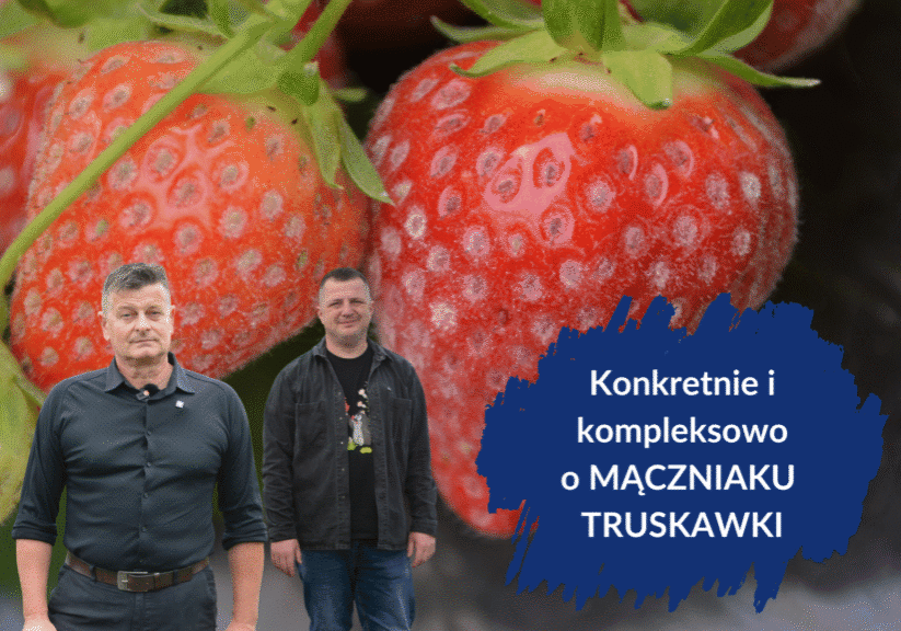 DORADCA JAGODOWY plansze i grafiki