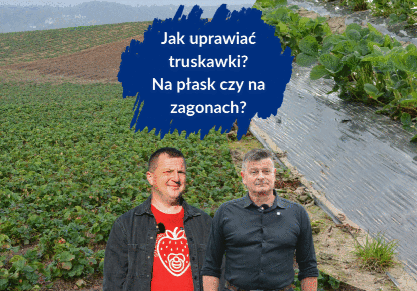 Jak uprawiać truskawki
