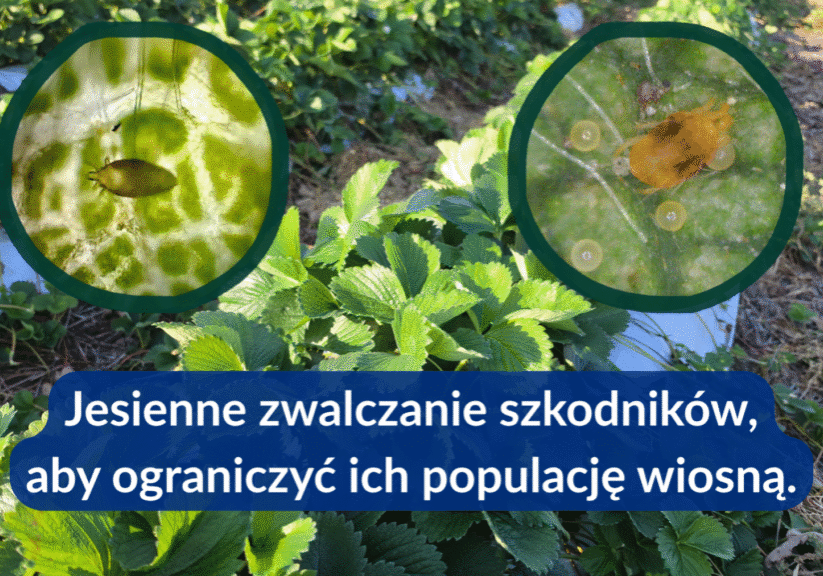 Jesienne zwalczanie szkodników