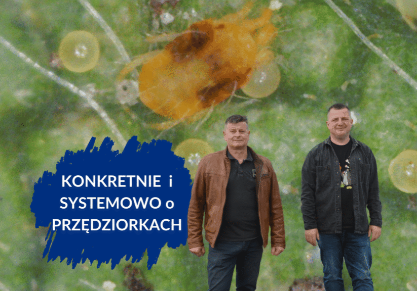 Komepleksowo o przędziorkach duże