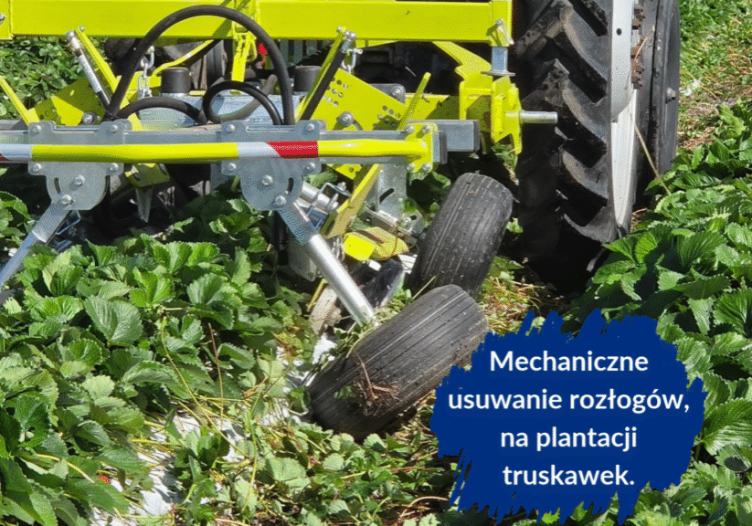 Mechaniczne usuwanie rozłogów na plantacji truskawek