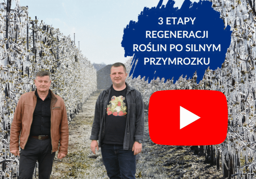 Trzy etapy regeneracji po przymrozkach - duże