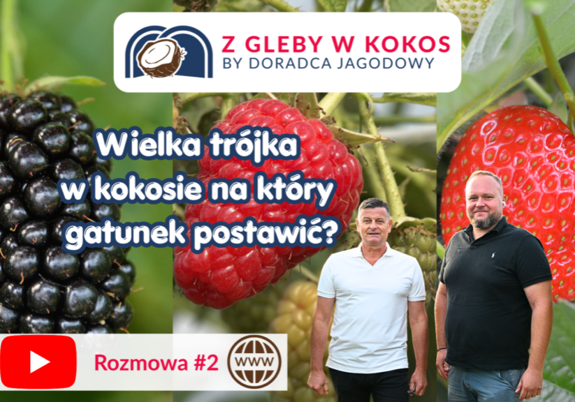 Wielka trójka w kokosie