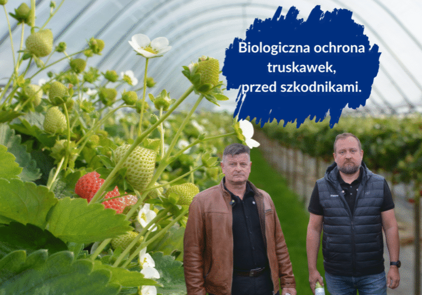 biologiczna ochrona pzred szkodnikami - duża
