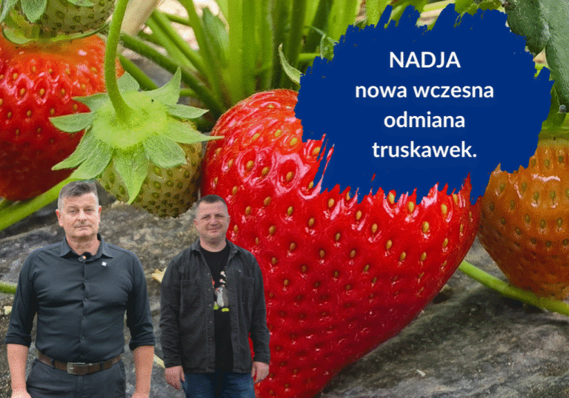 nadja nowa odmiana - duże