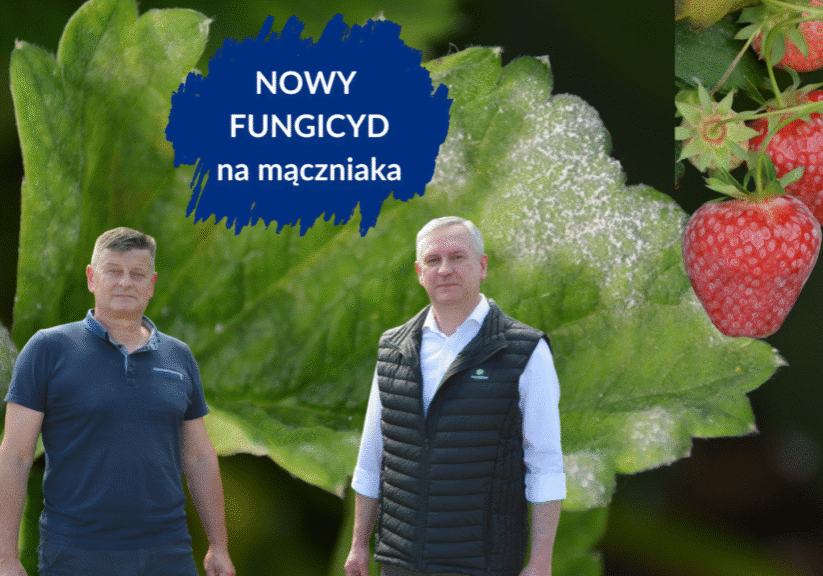 nowy fungicyd na mączniaka duże