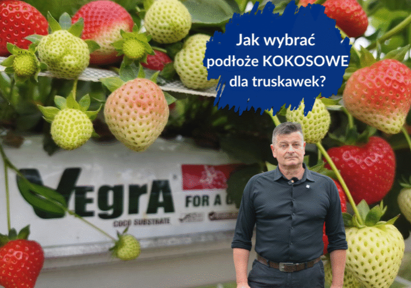 podłoze kokosowe dla truskawek duże